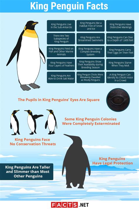 Printable Penguin Facts